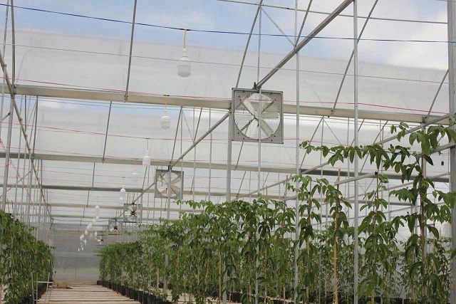 Vai trò sống còn của hệ thống thông gió: Nông nghiệp 4.0 