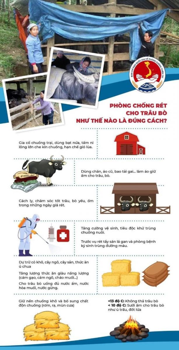 chống rét cho gia súc 